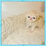 Cream Persian Kitten