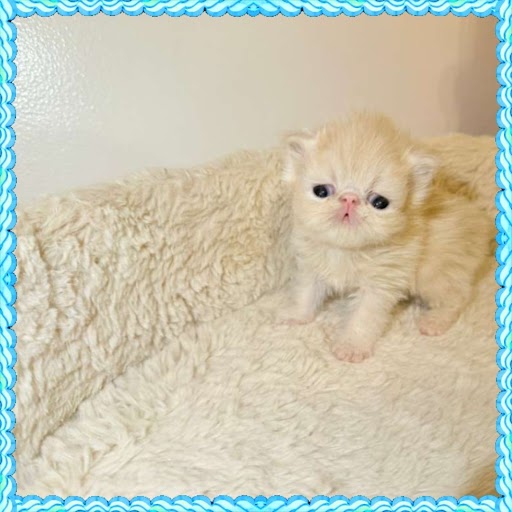 Cream Persian Kitten