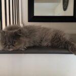 Blue Torti Persian Female Kitten
