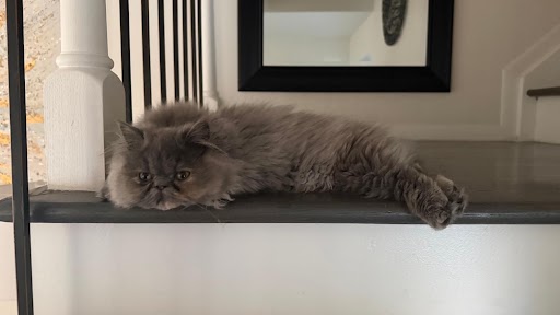 Blue Torti Persian Female Kitten