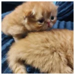 Red Female Persian Kitten