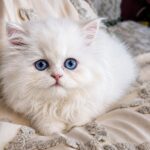 White Persian Kitten male with blue eyes