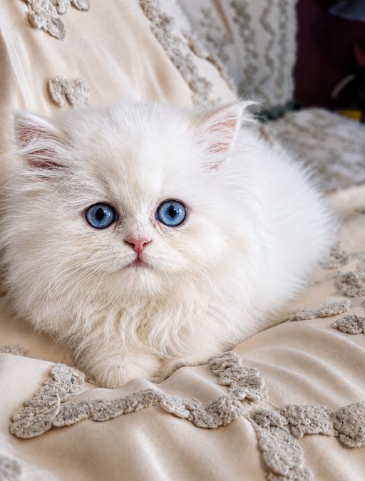 White Persian Kitten male with blue eyes