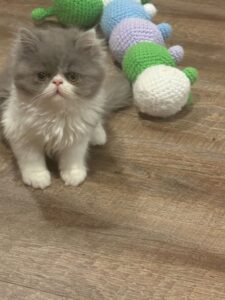 Blue and white bicolor Persian Male Kitten