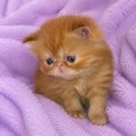 Red Female Persian Kitten