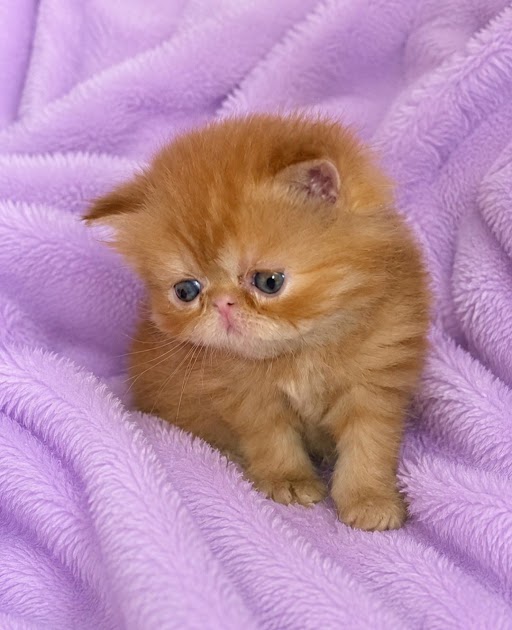 Red Female Persian Kitten