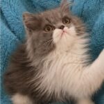 Blue & White Bicolor Male Persian kitten