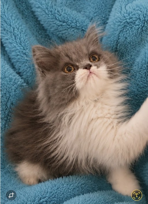 Blue & White Bicolor Male Persian kitten