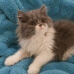Blue & White Bicolor Male Persian kitten