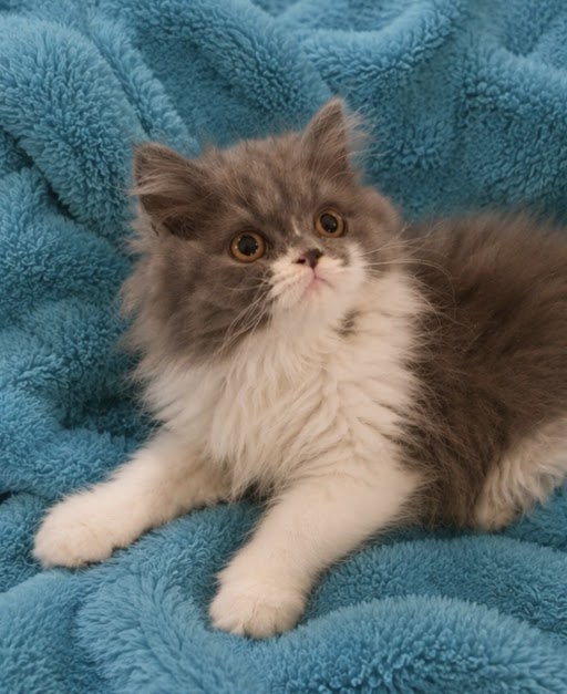 Blue & White Bicolor Male Persian kitten