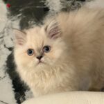 Blue Pointed Himalayan Female Kitten