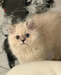 Blue Pointed Himalayan Female Kitten