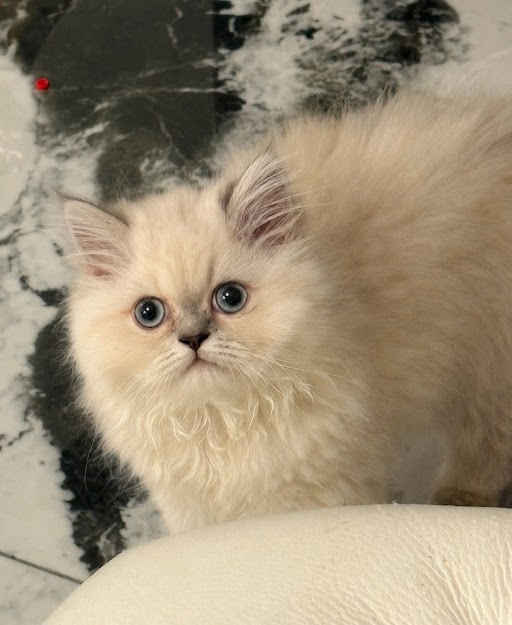 Blue Pointed Himalayan Female Kitten