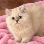 Blue Pointed Himalayan Female Kitten