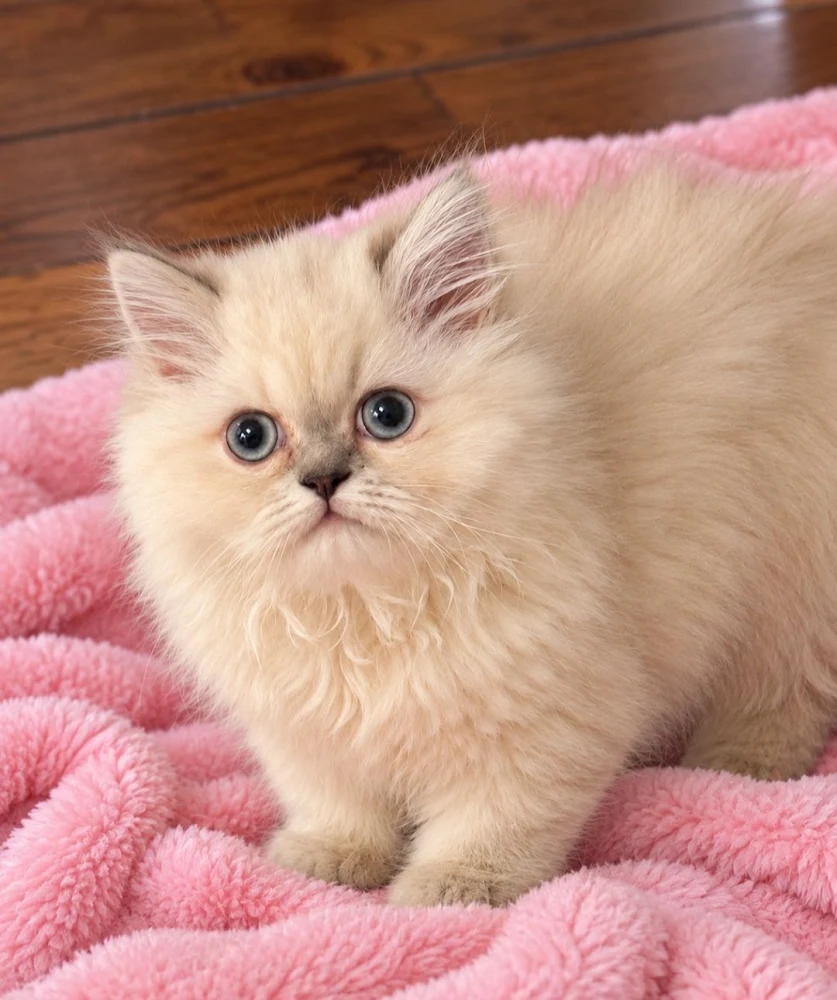 Blue Pointed Himalayan Female Kitten