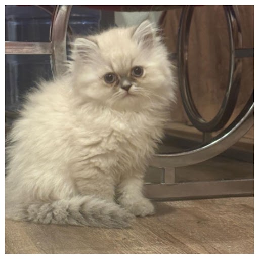 Blue Pointed Himalayan Female Kitten