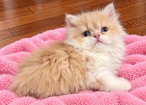Cream Persian Female Kitten