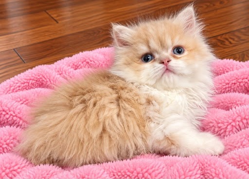 Cream Persian Female Kitten