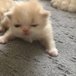Cream Persian Female Kitten