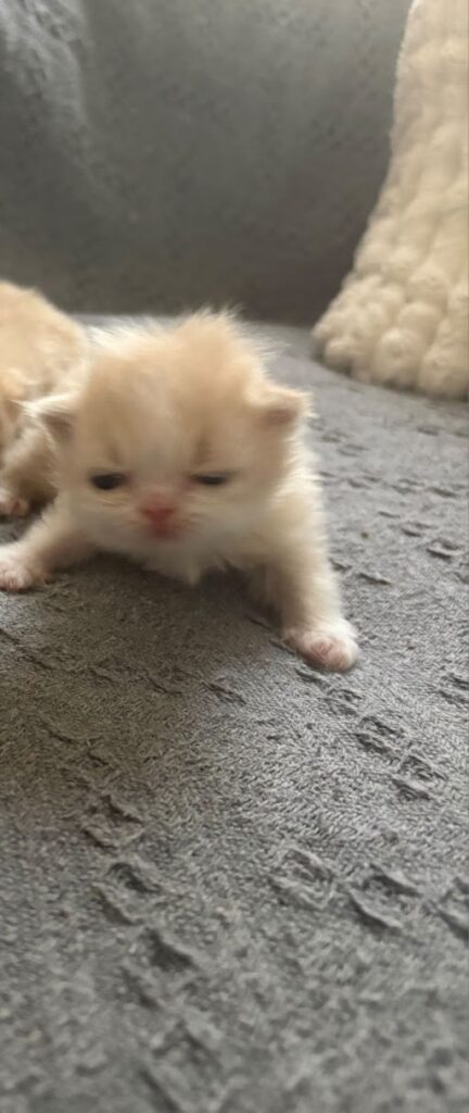 Cream Persian Female Kitten