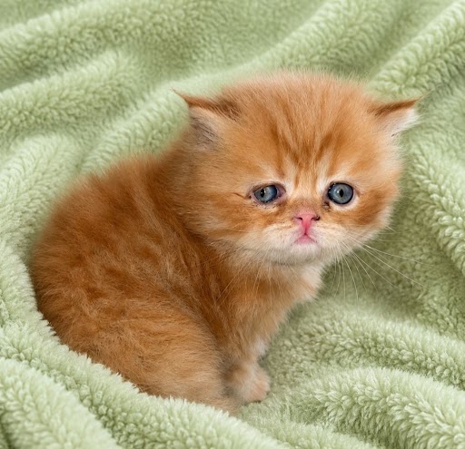 Red Persian Male Kitten