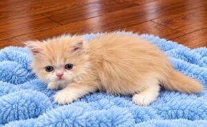 Cream Persian Male Persian Kitten