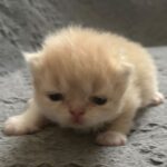 Cream Persian Male Persian Kitten