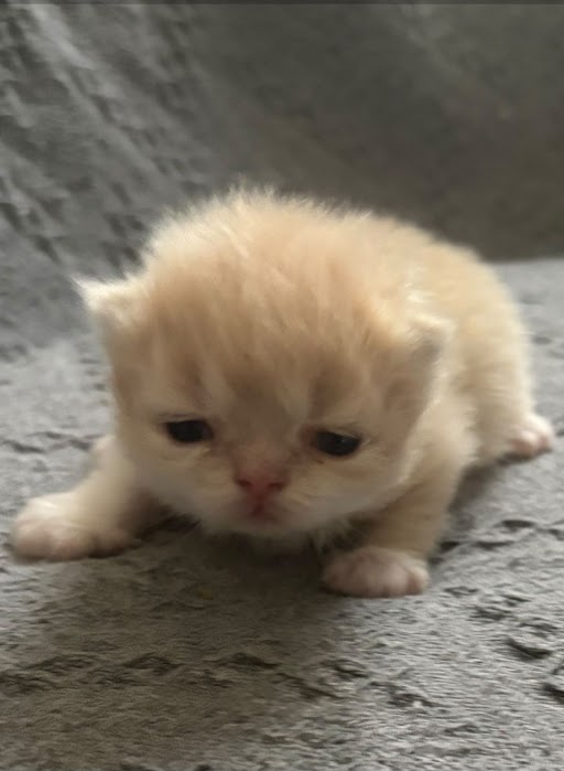Cream Persian Male Persian Kitten