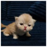Red Persian Male Kitten