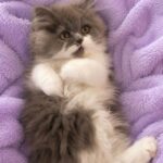 Blue and white bi color female Persian Kitten