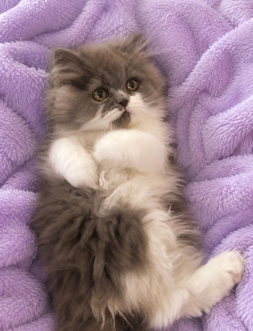 Blue and white bi color female Persian Kitten
