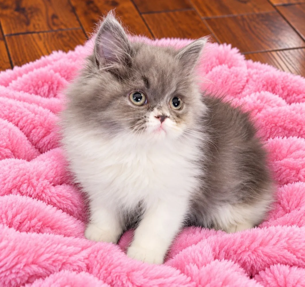 Blue and white bi color female Persian Kitten