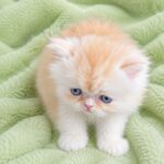 Cream and white Male Persian Kitten