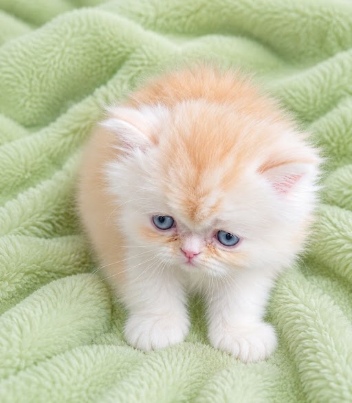 Cream and white Male Persian Kitten