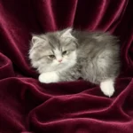 Shaded Silver and White Male Persian Kitten