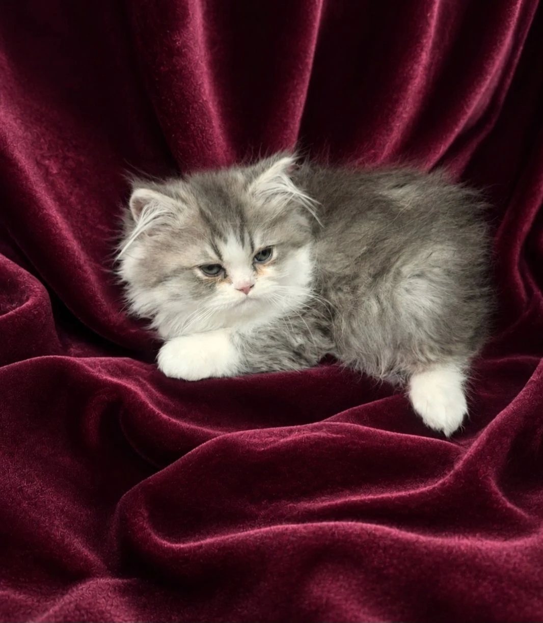 Shaded Silver and White Male Persian Kitten