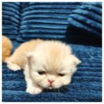 Red Persian Male Kitten
