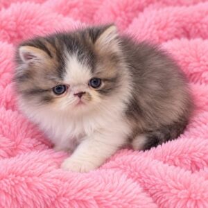 Classic Calico Female Persian Kitten
