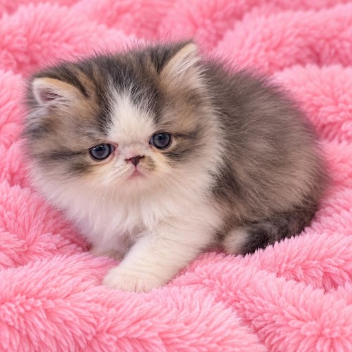 Classic Calico Female Persian Kitten
