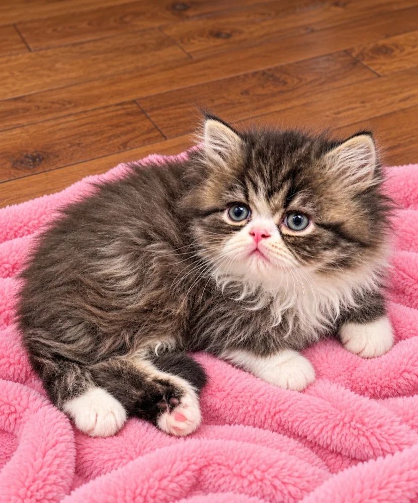 Brown tabby and white bicolor Female Persian Kitten