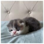 Dilute Calico Female Persian Kitten