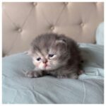 Blue Golden Female Persian Kitten