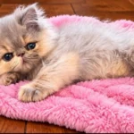 Blue golden female Persian Kitten
