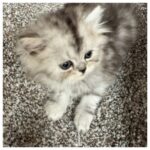 Shaded Silver Female Persian Kitten