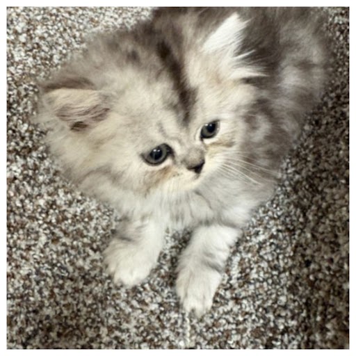 Shaded Silver Female Persian Kitten