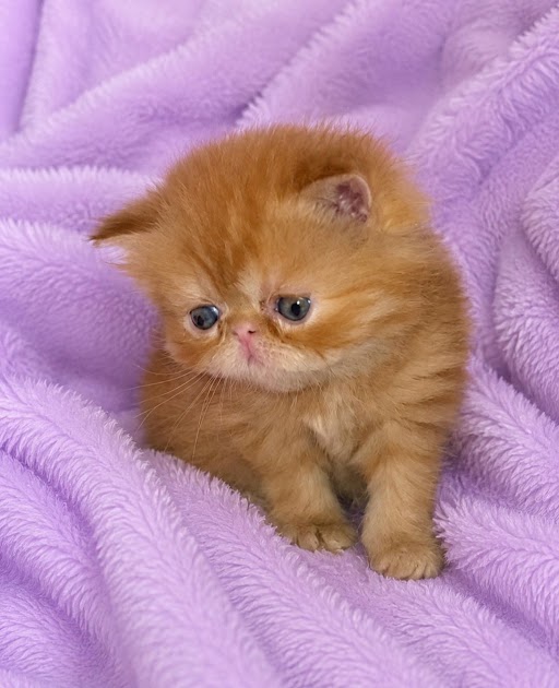 Red Female Persian Kitten