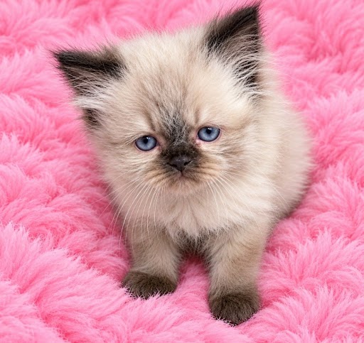 Seal Point female Himalayan Kitten