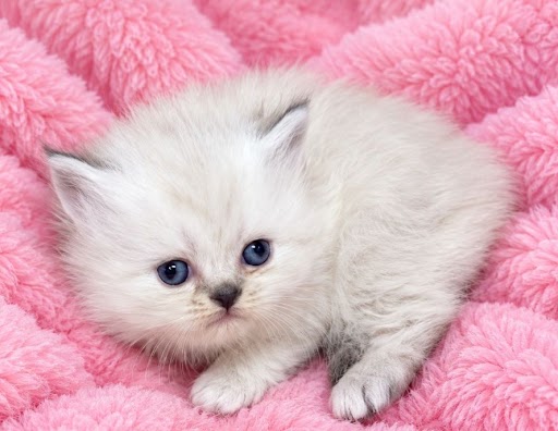 Blue point female Himalayan Kitten