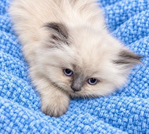 Blue point male Himalayan Kitten
