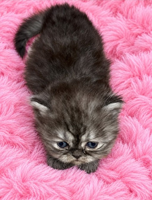 Smoke Silver Female Persian Kitten